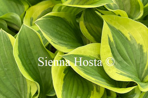 Hosta 'Ops'