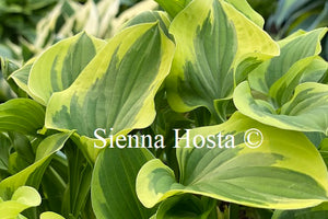 Hosta 'Ops'