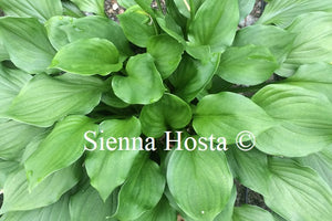 Hosta 'Lakeside Storm Watch'