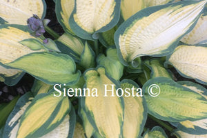 Hosta 'Orange Marmalade'