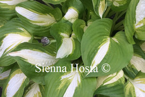 Hosta 'Summer Music'