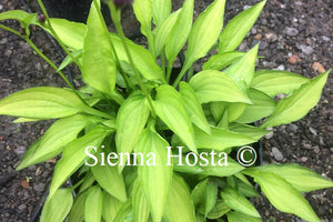 Hosta 'Twist of Lime'