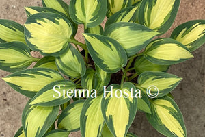 Hosta Moonstruck