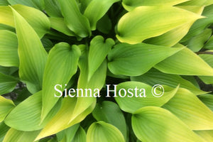 Hosta 'Valley's Chute the Chute'