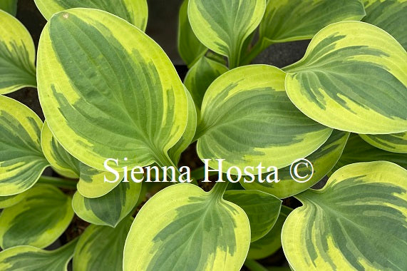 Hosta 'Frosted Frolic'