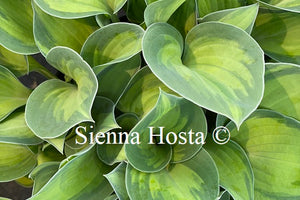 Hosta 'Tick Tock'