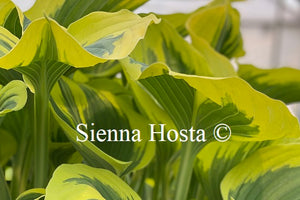 Hosta Liberty