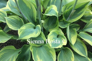 Hosta Alex Summers