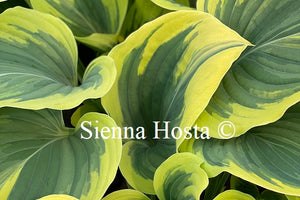 Hosta Liberty