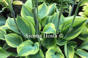 Hosta Alex Summers