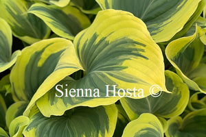 Hosta Liberty