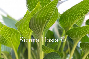 Hosta Devon Green