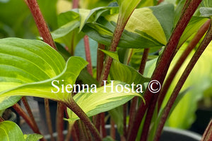 Hosta 'Raspberry Sundae'