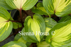 Hosta 'Raspberry Sundae'