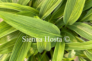 Hosta Hyuga Urajiro