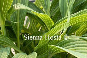 Hosta Hyuga Urajiro