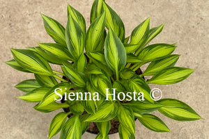 Hosta 'Ayesha'