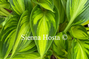 Hosta 'Ayesha'