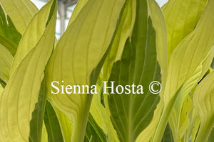 Hosta 'Yellow Polka Dot Bikini'