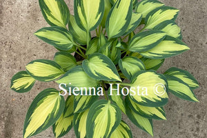 Hosta Moonstruck