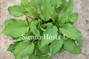 Hosta 'Mrs. Minky'