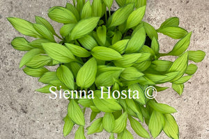 Hosta 'Twist of Lime'