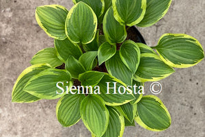 Hosta Bedford Rise and Shine