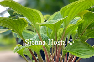 Hosta 'Bedford Rise and Shine'