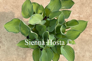 Hosta 'Punky'
