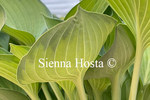Hosta 'Punky'