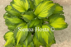 Hosta 'Amalia'