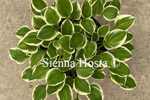 Hosta 'Diamond Tiara'