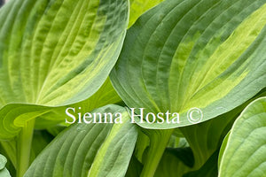 Hosta 'Lakeside Banana Bay'