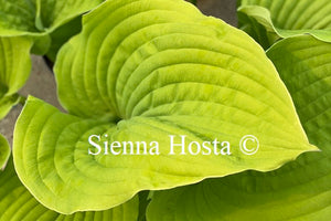 Hosta 'Coast to Coast'