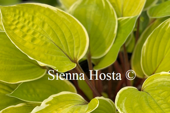 Hosta 'Pinani Island Surf'