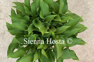 Hosta 'Harry van Trier'