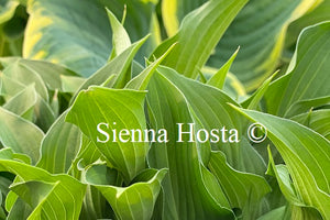 Hosta 'Harry van Trier'