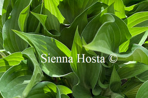 Hosta 'Harry van Trier'