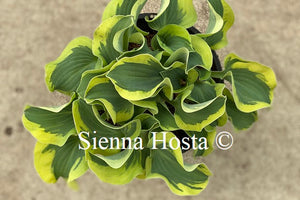 Hosta 'Mini Skirt'