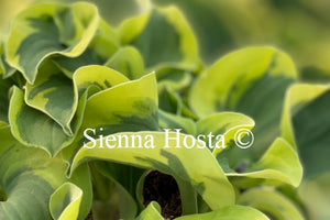 Hosta 'Mini Skirt'