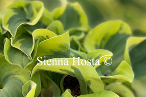 Hosta 'Mini Skirt'