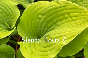 Hosta 'Coast to Coast'