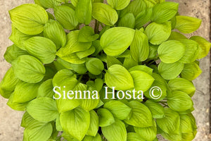 Hosta 'Golden Scepter'