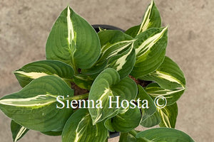 Hosta 'Snake Eyes'