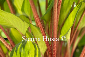 Hosta 'Volcano Island'