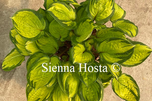 Hosta 'Volcano Island'