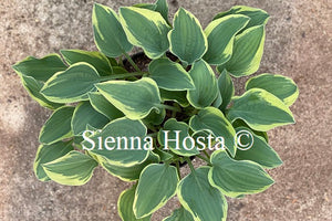 Hosta 'Con Te Partiro'