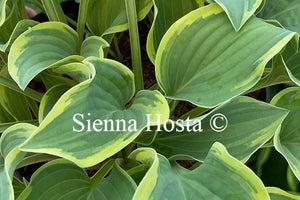 Hosta 'Con Te Partiro'