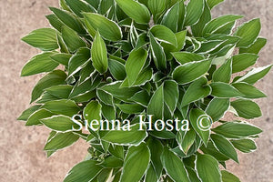 Hosta Lime Fizz