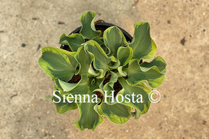 Hosta 'Smiling Mouse'